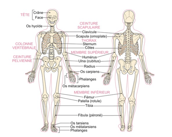 Le Syst Me Locomoteur En R Flexologie Plantaire Aima Formation