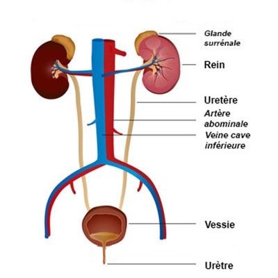 Rappel Anatomique Du Syst me Urinaire AIMA Formation rappel-anatomique-du-syst-me-urinaire-aima-formation