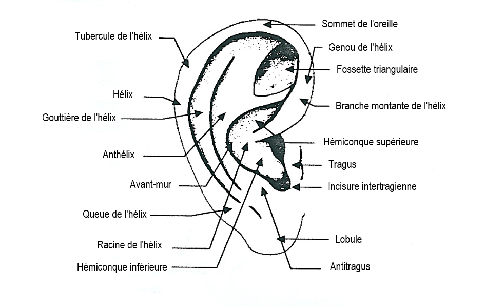 Face externe du pavillon auriculaire AIMAFormation